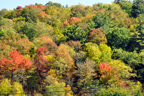 fall colors in Banner Elk